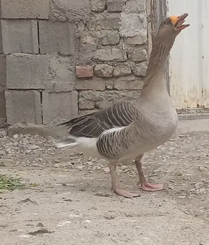 غاز گوشتی و داشتی|حیوانات مزرعه|شیروان (لرستان), |دیوار