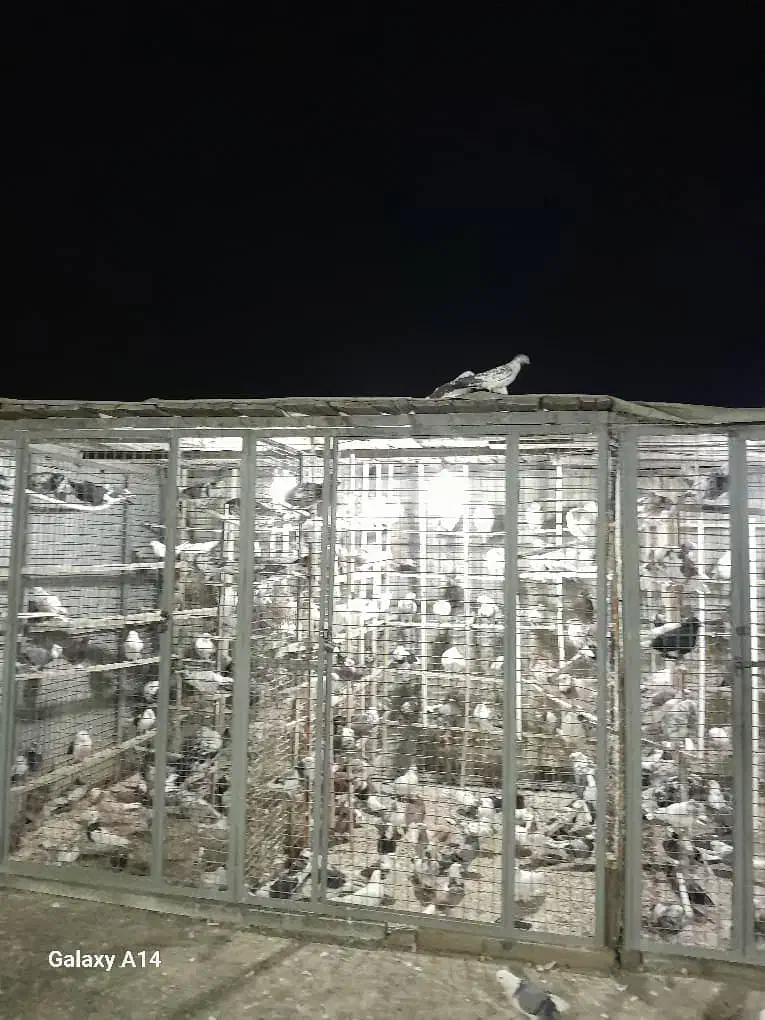 کبوتر|پرنده|اسلام‌شهر, ملک‌آباد|دیوار