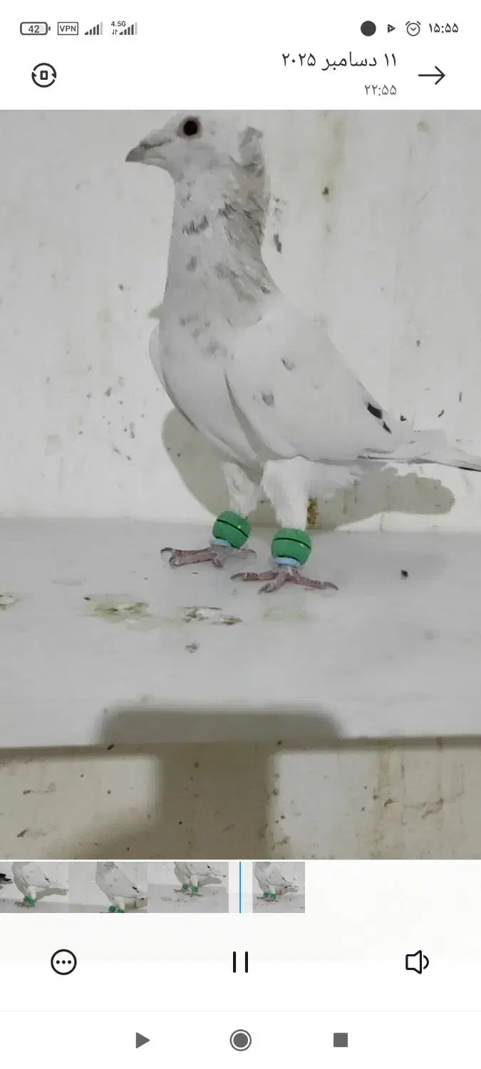 نرهفترنگ کاکلی کرمونی|پرنده|فرح دشت, |دیوار