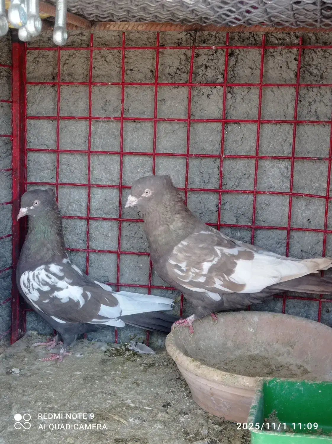 سه جفت بهبونی|پرنده|شیراز, کفترک|دیوار