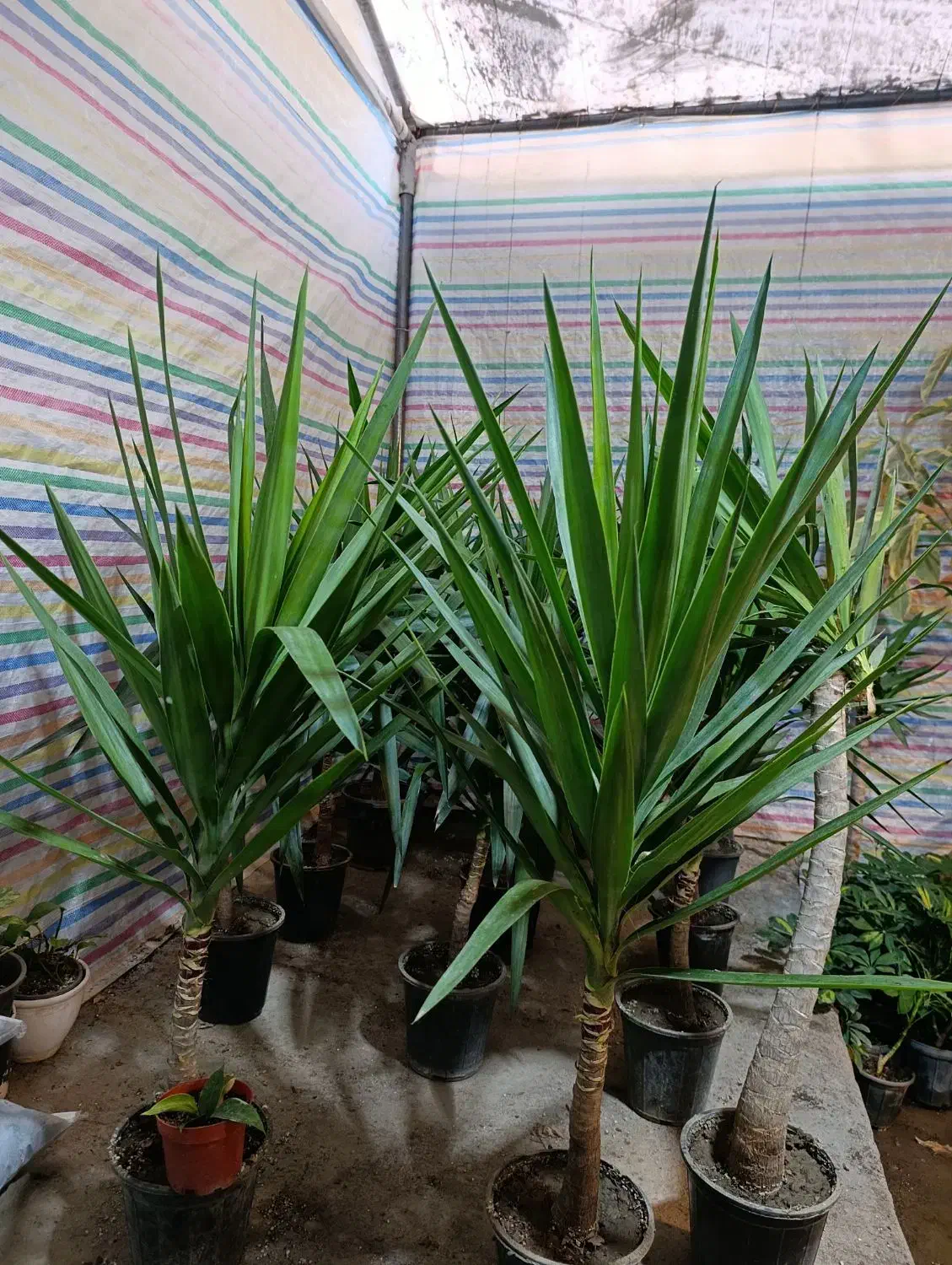 یوکا .شفلرا.خرفه ای.|گل و گیاه طبیعی|مشهد, کوی المهدی|دیوار