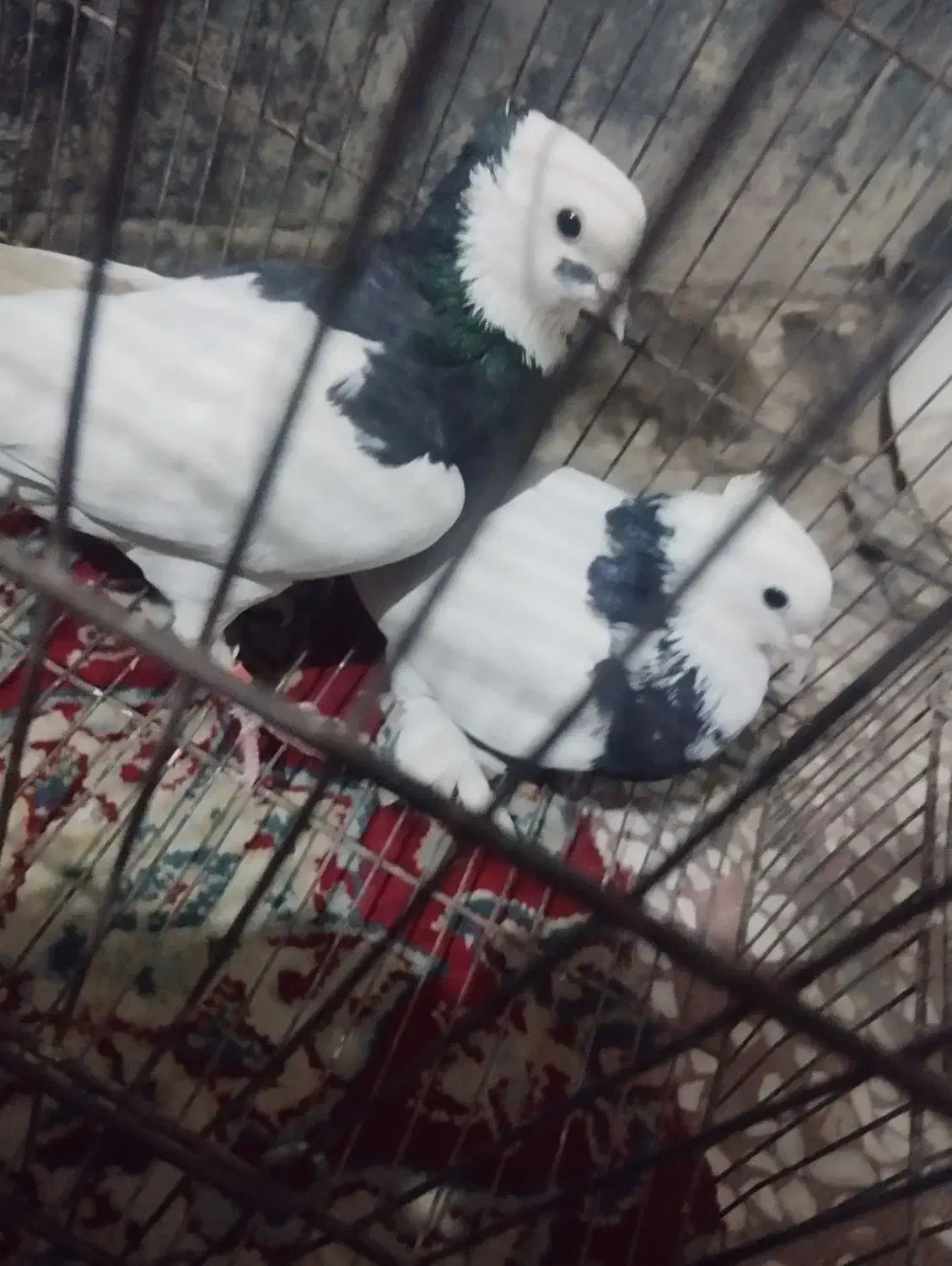 یه جفت طوقی پرشی|پرنده|قم, محمد آباد|دیوار