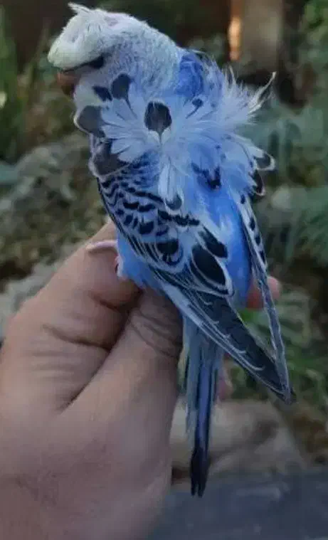 مرغ عشق|پرنده|مهاباد (آذربایجان غربی), |دیوار