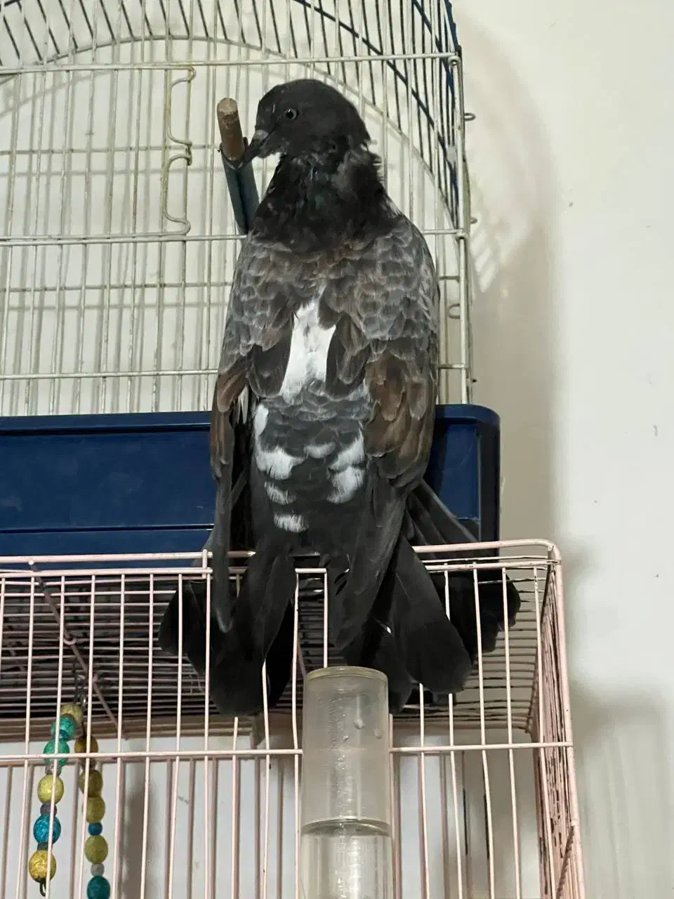 کبوتر سرور جوان|پرنده|ساری, |دیوار