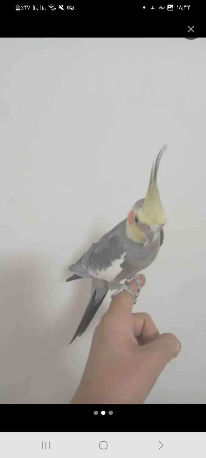 فروش 4عدد عروس هلندی|پرنده|سرپل ذهاب, |دیوار