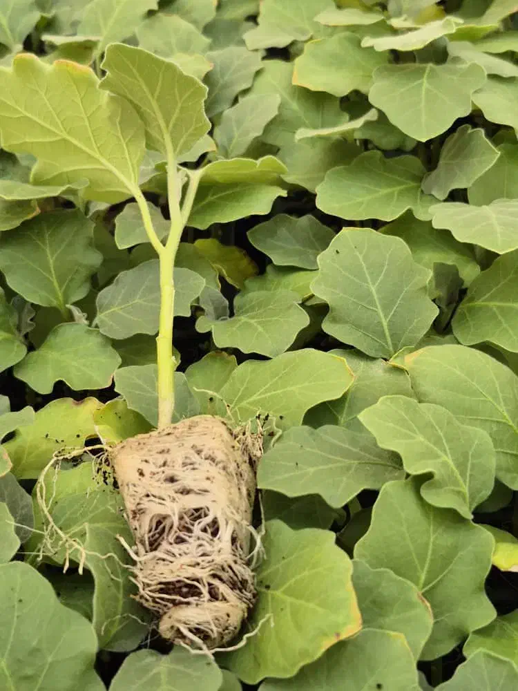 *نشا*|گل و گیاه طبیعی|بندرعباس, |دیوار