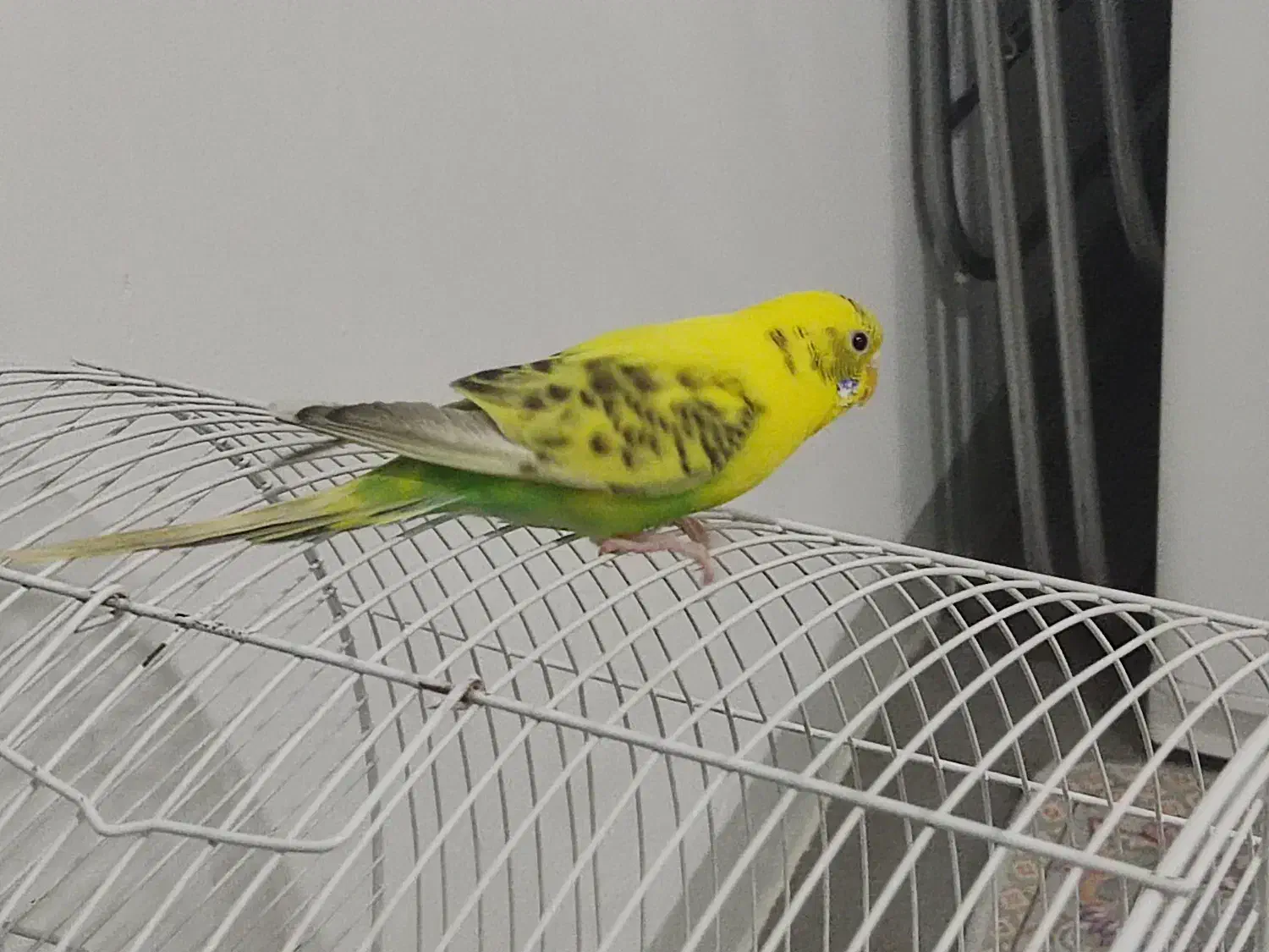 مرغ عشق با|پرنده|اندیمشک, |دیوار