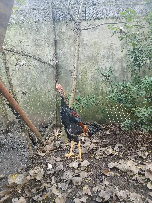 جوجه خروس اوشامو پشت اتیشی(لاری)|حیوانات مزرعه|رشت, سیا اسطلخ|دیوار