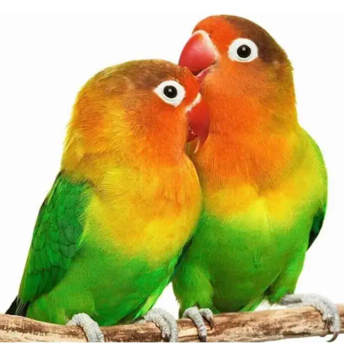 طوطی کوتوله یک جفت|پرنده|زهک, |دیوار