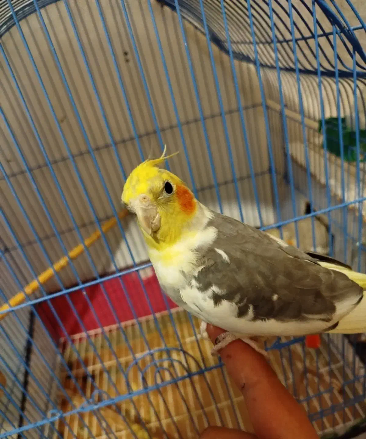 عروس هلندی نر|پرنده|سراب, |دیوار