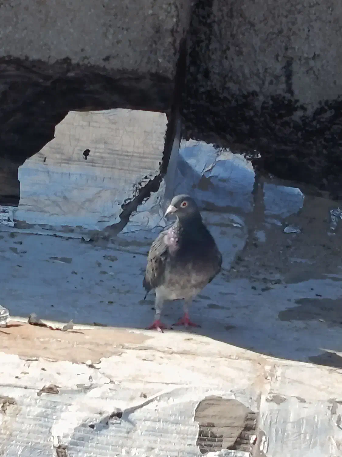 یک جفت کفترسبزومگس|پرنده|زاهدان, |دیوار