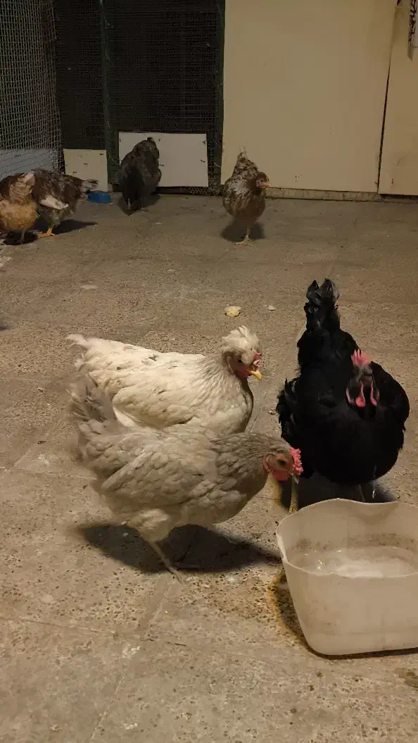 تخم نطفه دار|حیوانات مزرعه|ری, دولت‌آباد|دیوار