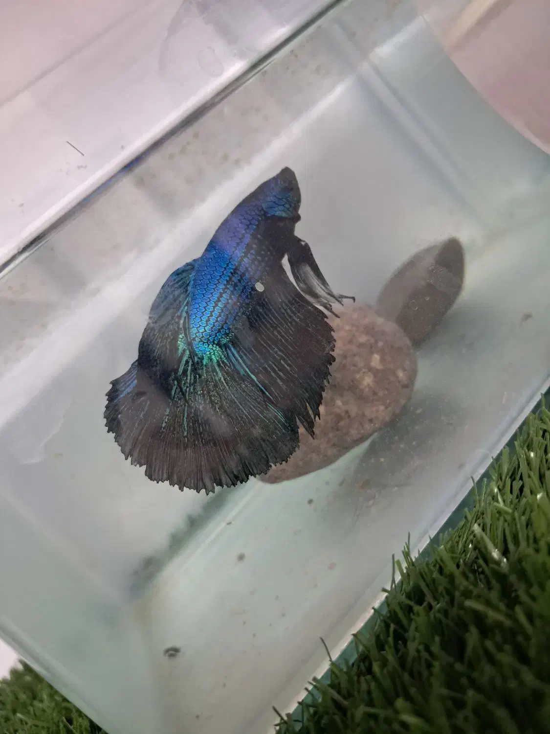 دو. جفت فاتیر مولد|ماهی|اردبیل, |دیوار