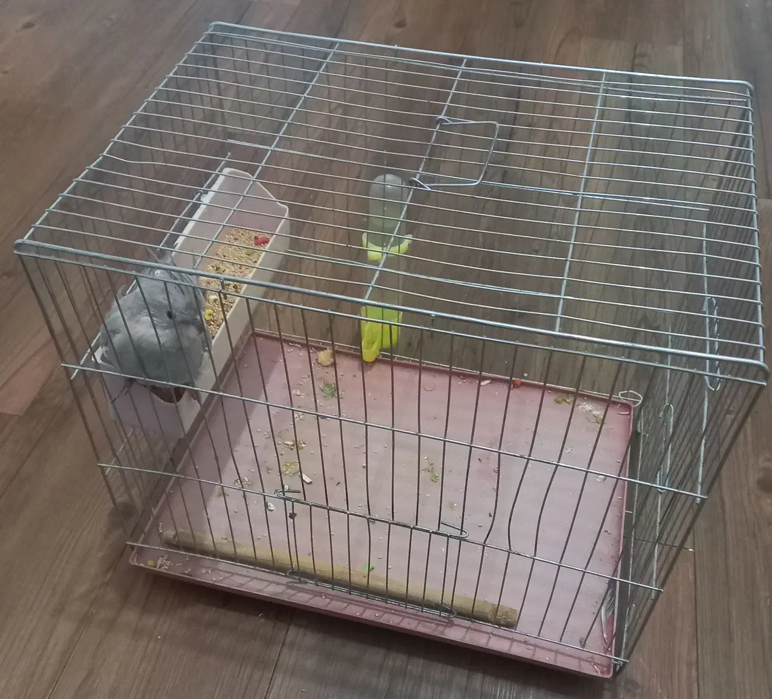 عروس هلندی|پرنده|ازنا, |دیوار