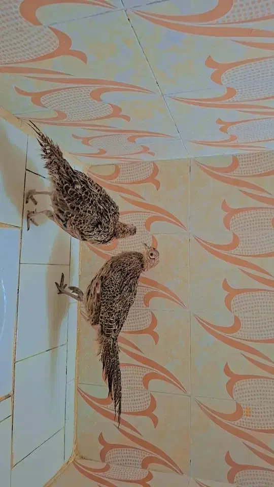 بوقلمون ماده|حیوانات مزرعه|مشهد, دانش|دیوار