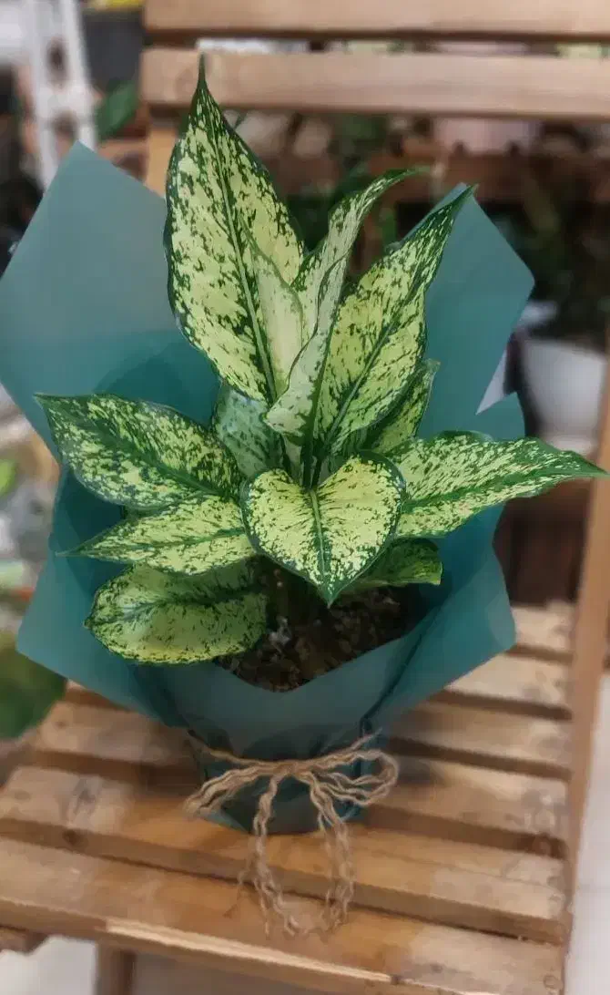 گل،گلدان و باکس گل هدیه روز مادر باقیمت مناسب|گل و گیاه طبیعی|اراک, |دیوار