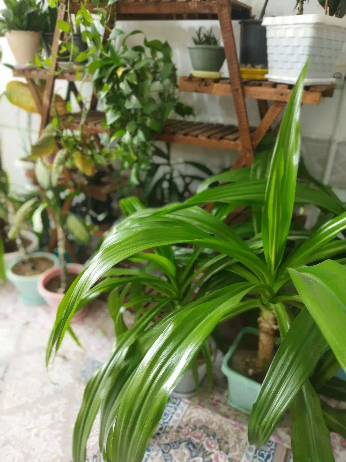 گلها همه با هم|گل و گیاه طبیعی|لنجان, |دیوار