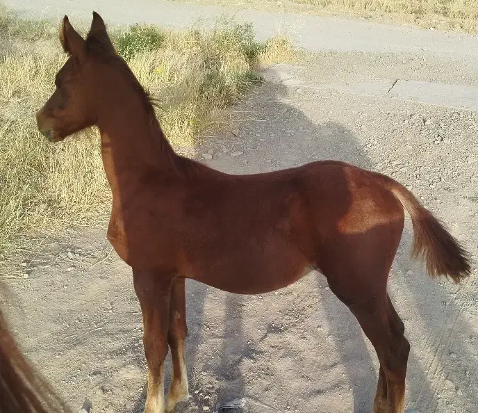 مادیان و کره|اسب و تجهیزات اسب‌سواری|محمدیه-قزوین, |دیوار