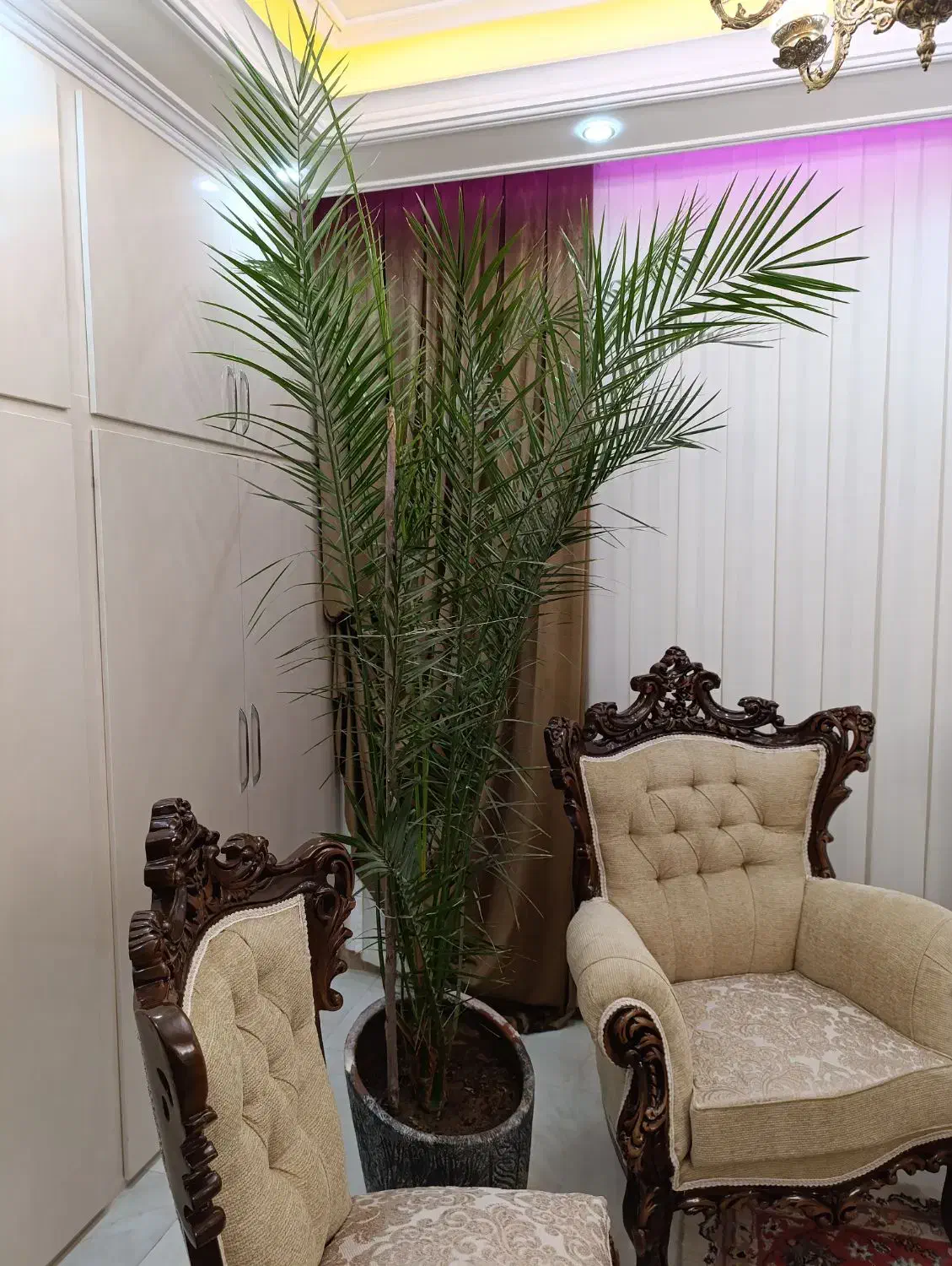 گل فونیکس|گل و گیاه طبیعی|بناب, |دیوار