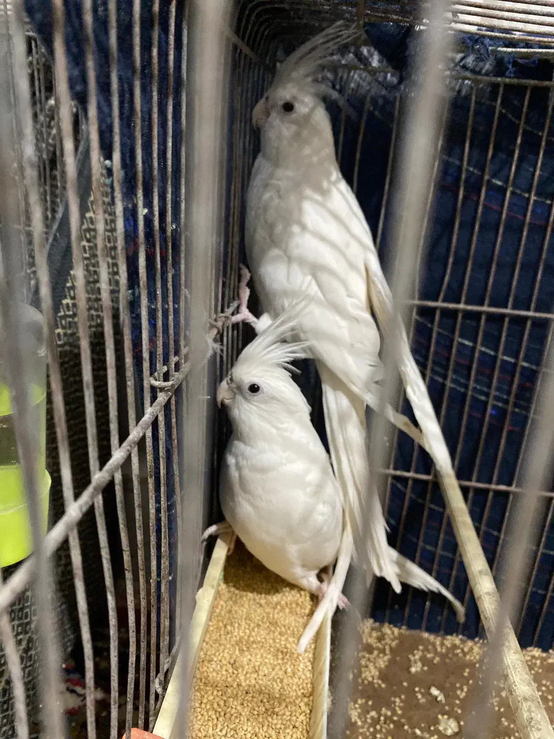 عروس هلندی البینو|پرنده|درگز, |دیوار