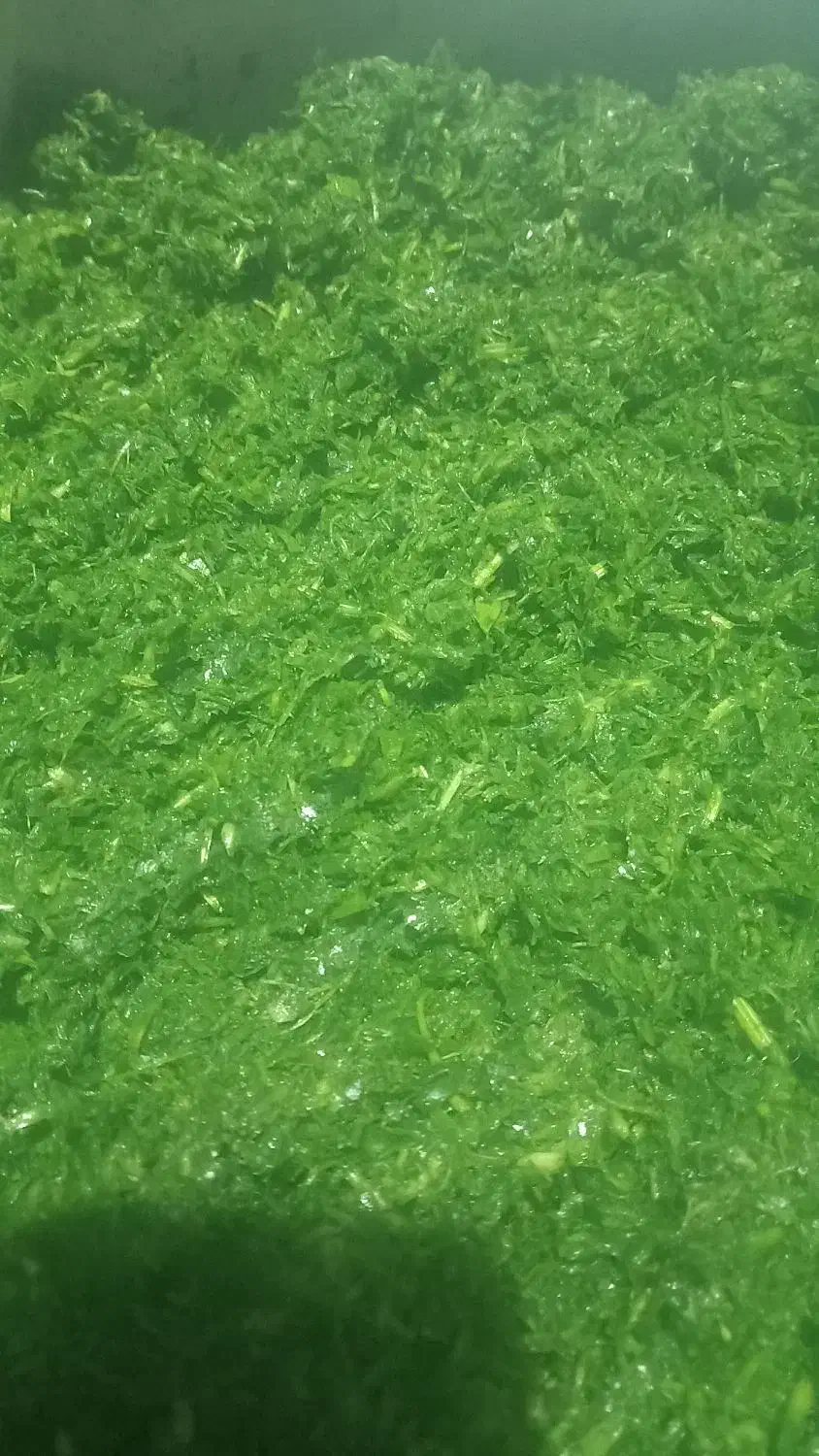 سبزی خورشتی|خوردنی و آشامیدنی|شیراز, دست خضر|دیوار