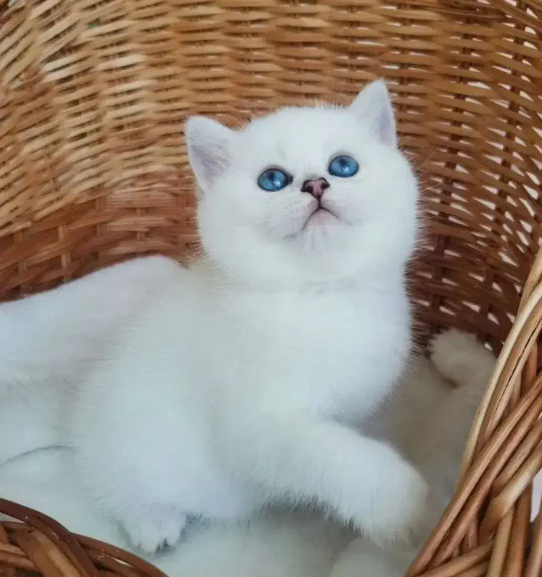 گربه|گربه|تهران, حر|دیوار