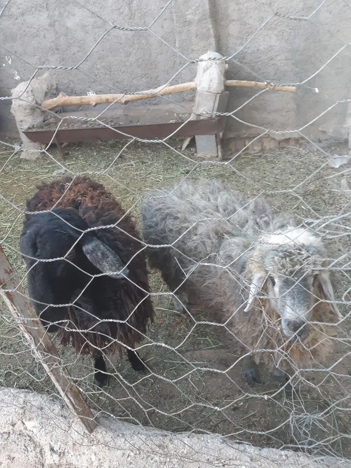 فروش بره نر|حیوانات مزرعه|ساوه, |دیوار