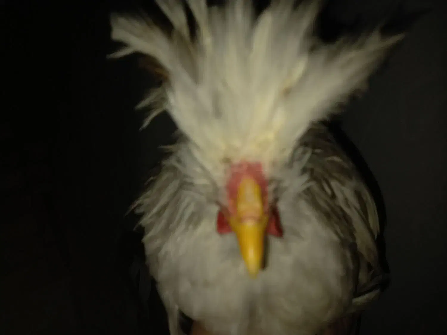 مرغ و خروس سلطان|حیوانات مزرعه|قم, بنیاد|دیوار