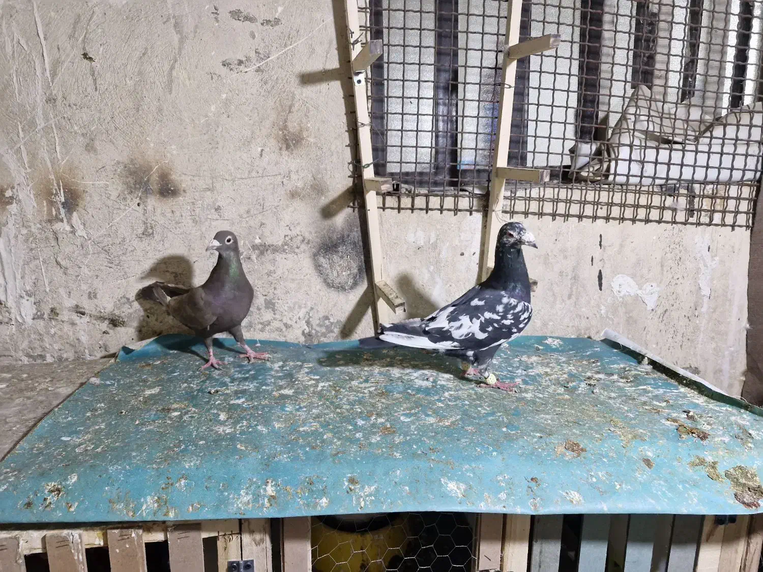 نروماده|حیوانات|شیراز, دارالرحمه|دیوار