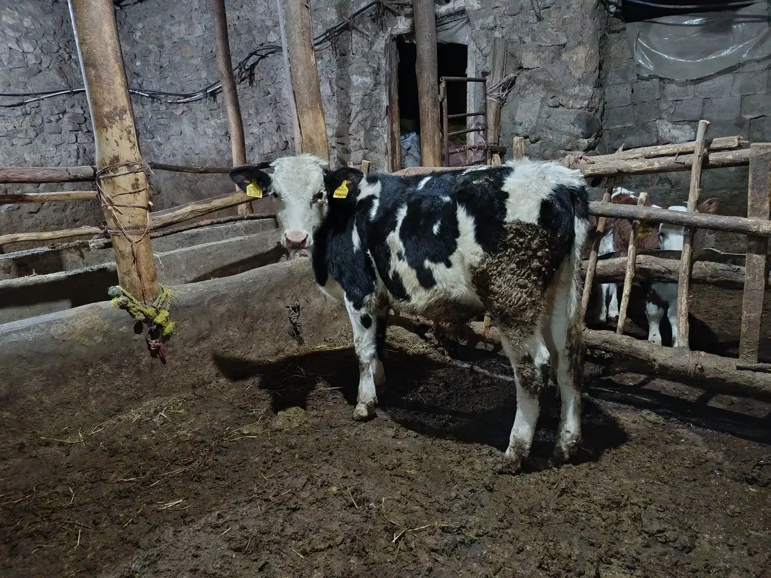 گوساله نر سیمنتال|حیوانات مزرعه|میانه, |دیوار