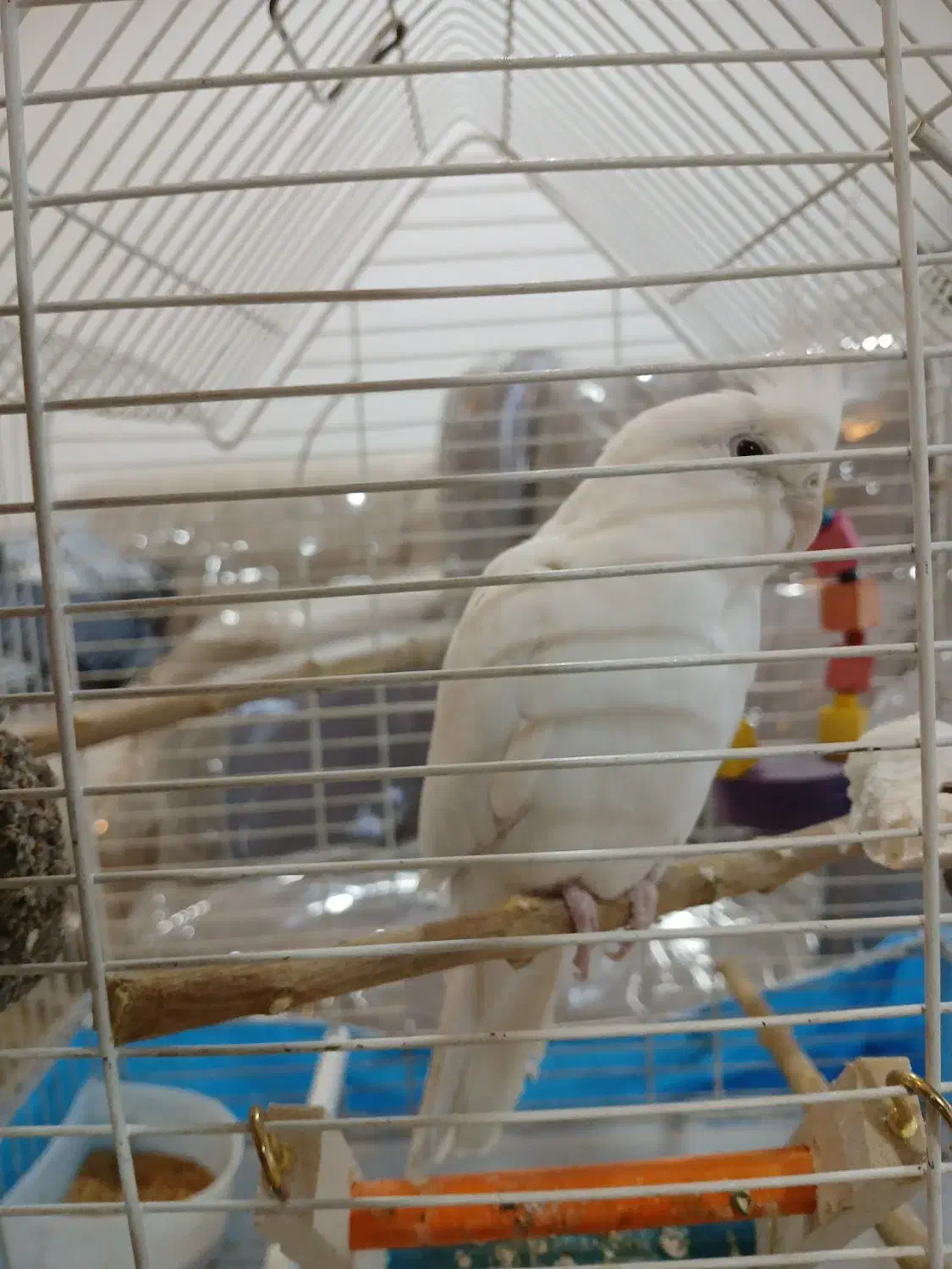 عروس هلندی|پرنده|چرداول, |دیوار