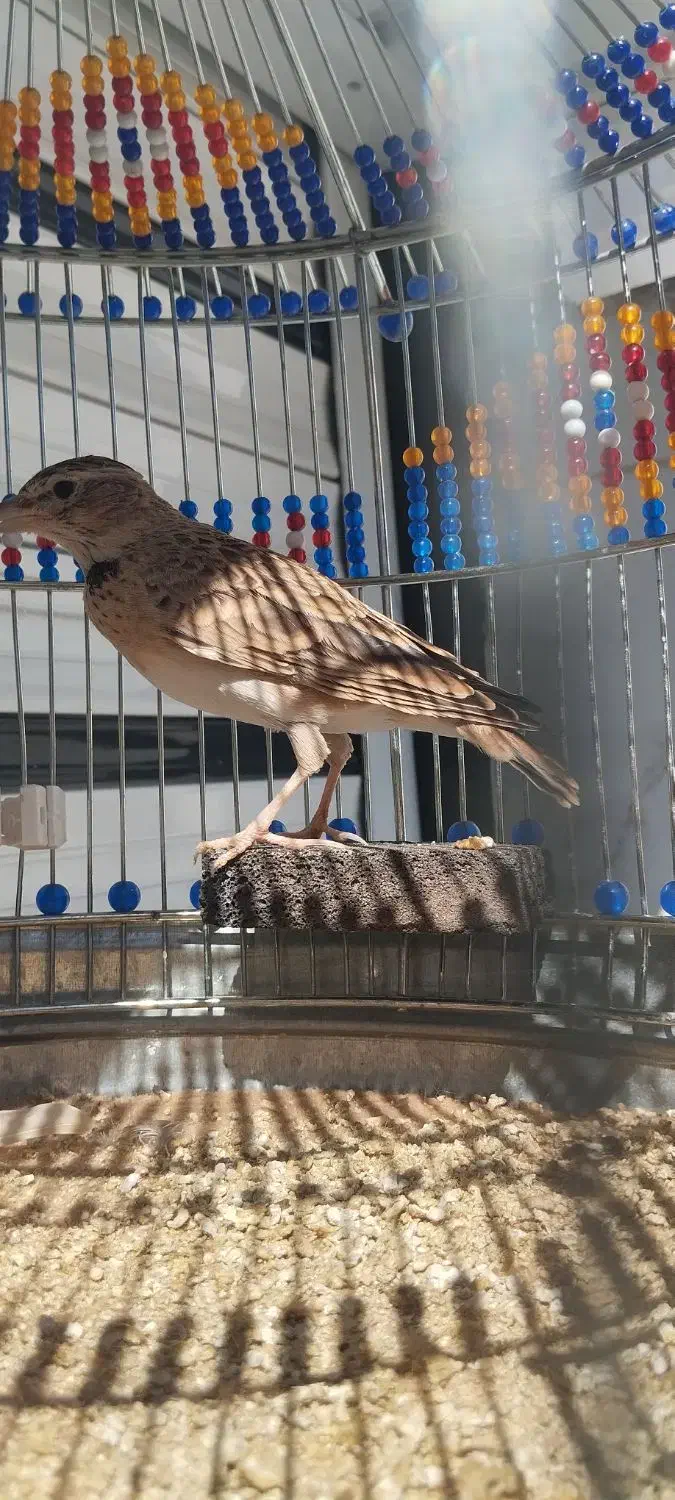 سهره خاکی|پرنده|کبودرآهنگ, |دیوار