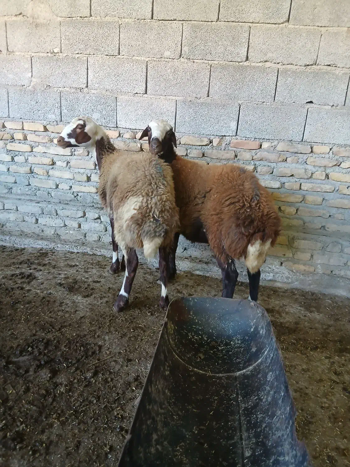 توقلی .گوسفند|حیوانات مزرعه|انبارآلوم, |دیوار