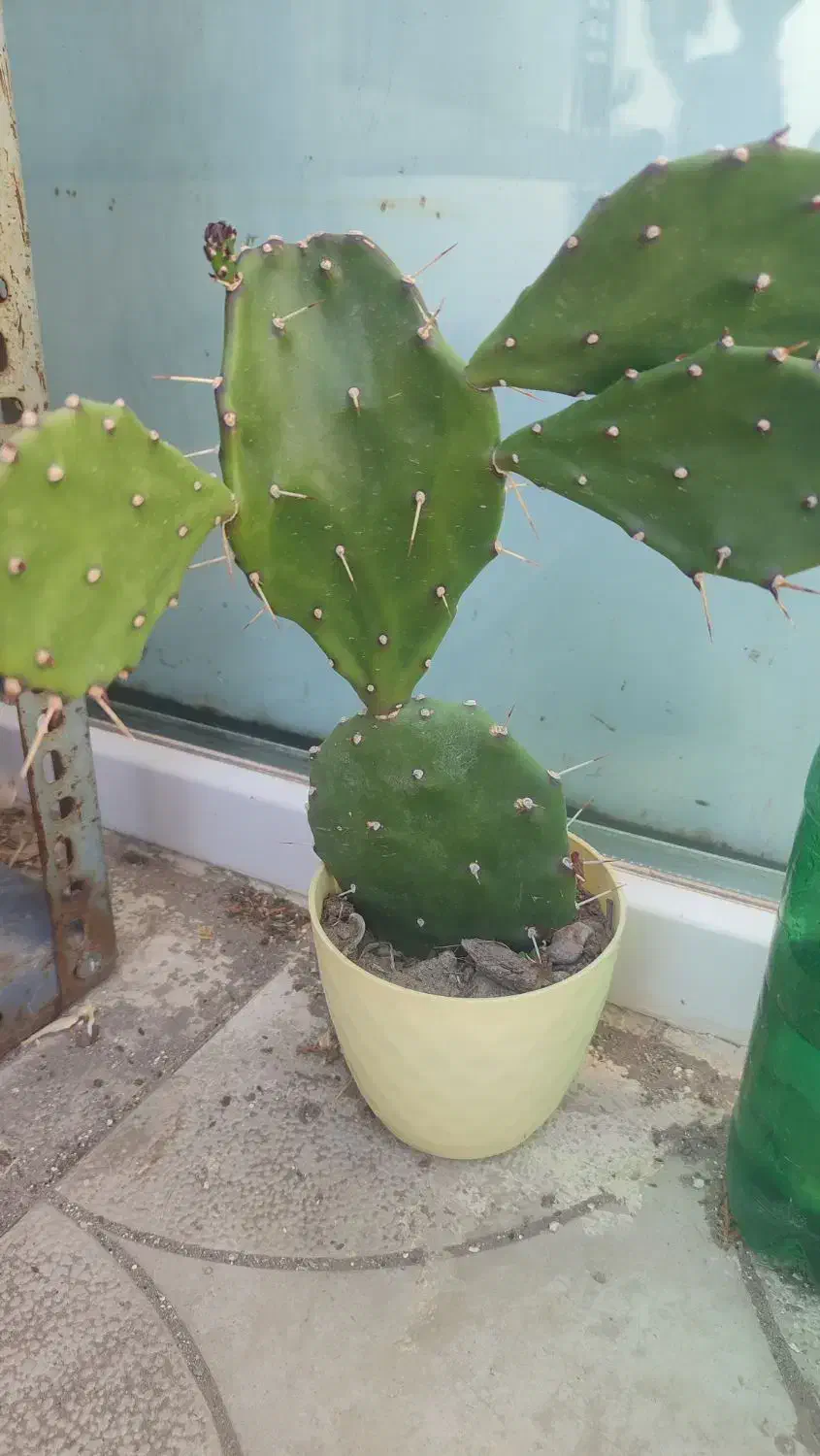 فروش کاکتوس|گل و گیاه طبیعی|مشگین شهر, |دیوار