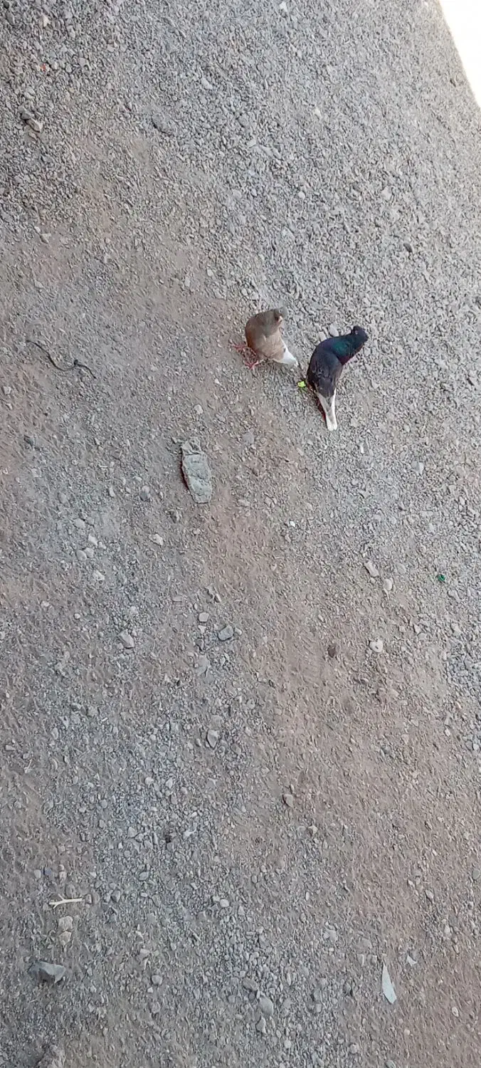 کبوتر دم سفید|پرنده|خوشاب, |دیوار