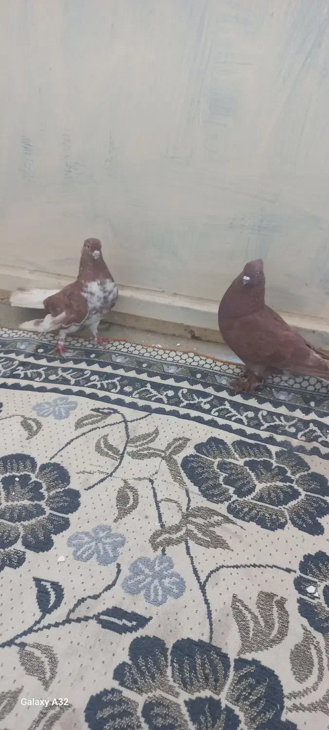 یک جفت کفتر سرخ و قاقل دم سفید|پرنده|بستک, |دیوار