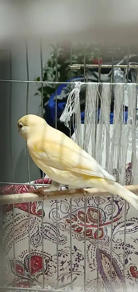 قناری|پرنده|بهارستان, |دیوار