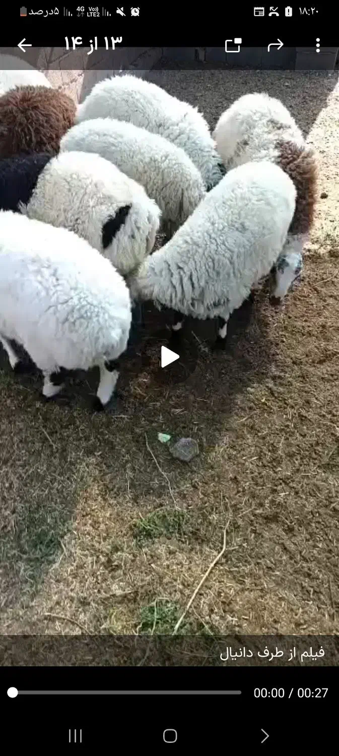 بره چاق|حیوانات مزرعه|یزد, |دیوار