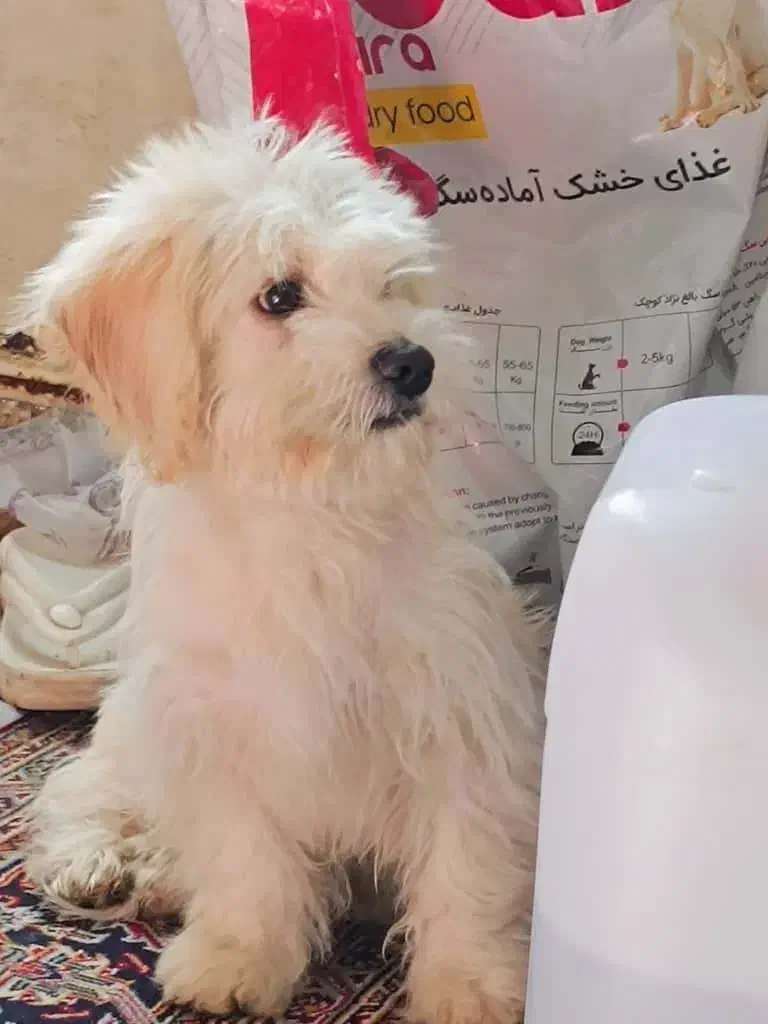 شیتزو|سگ|خاوران, |دیوار