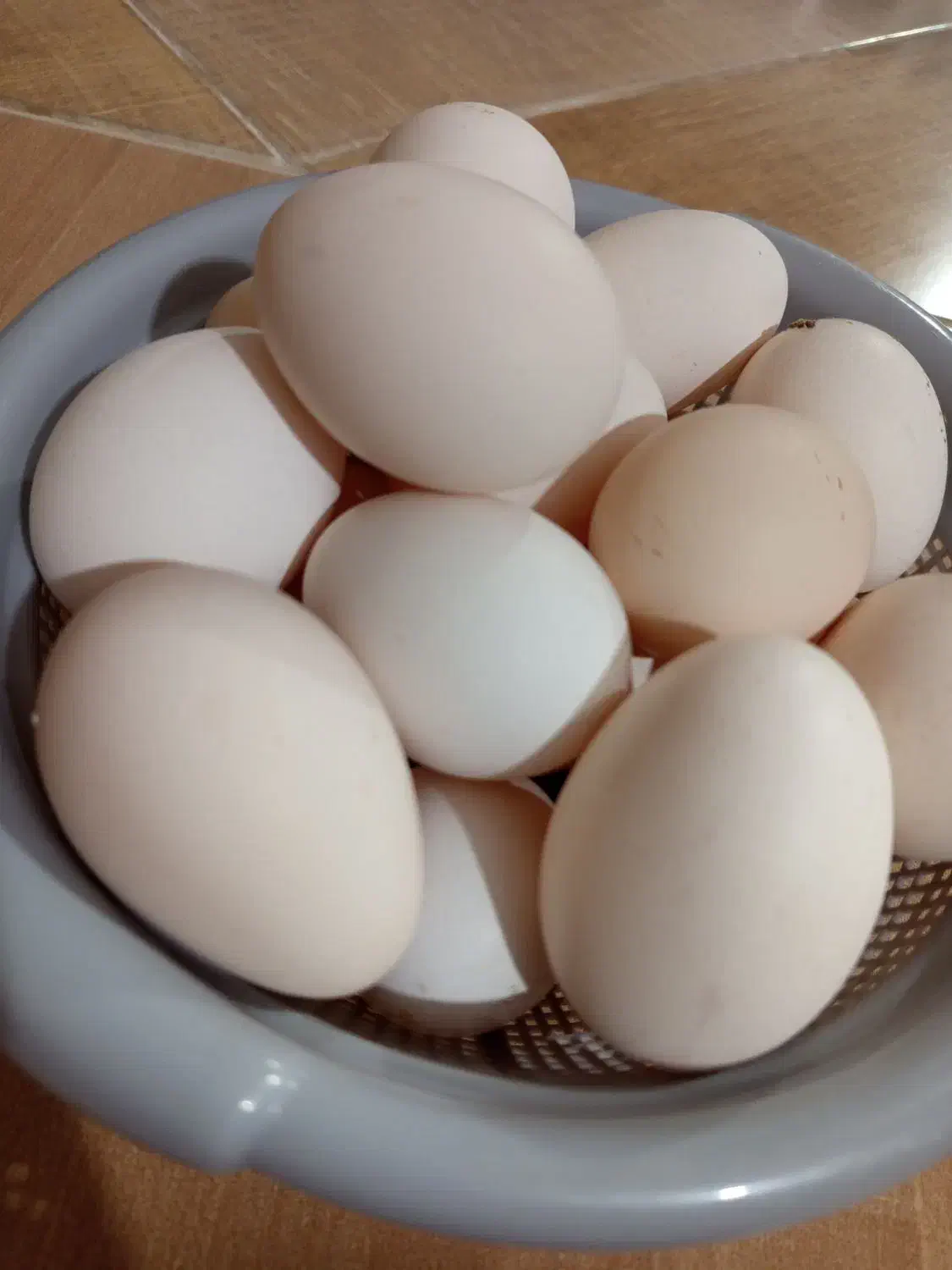 تخم مرغ محلی|خوردنی و آشامیدنی|رفسنجان, |دیوار