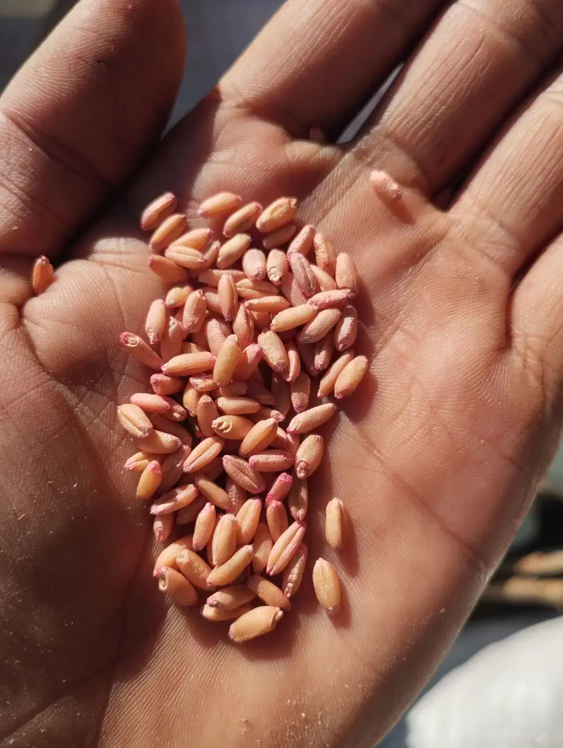 بذر گندم دیم|عمدهفروشی|الیگودرز, |دیوار