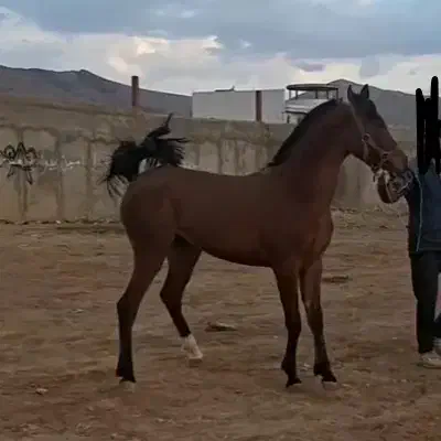 مادیون کره ساواش|اسب و تجهیزات اسب‌سواری|خرم‌آباد, |دیوار