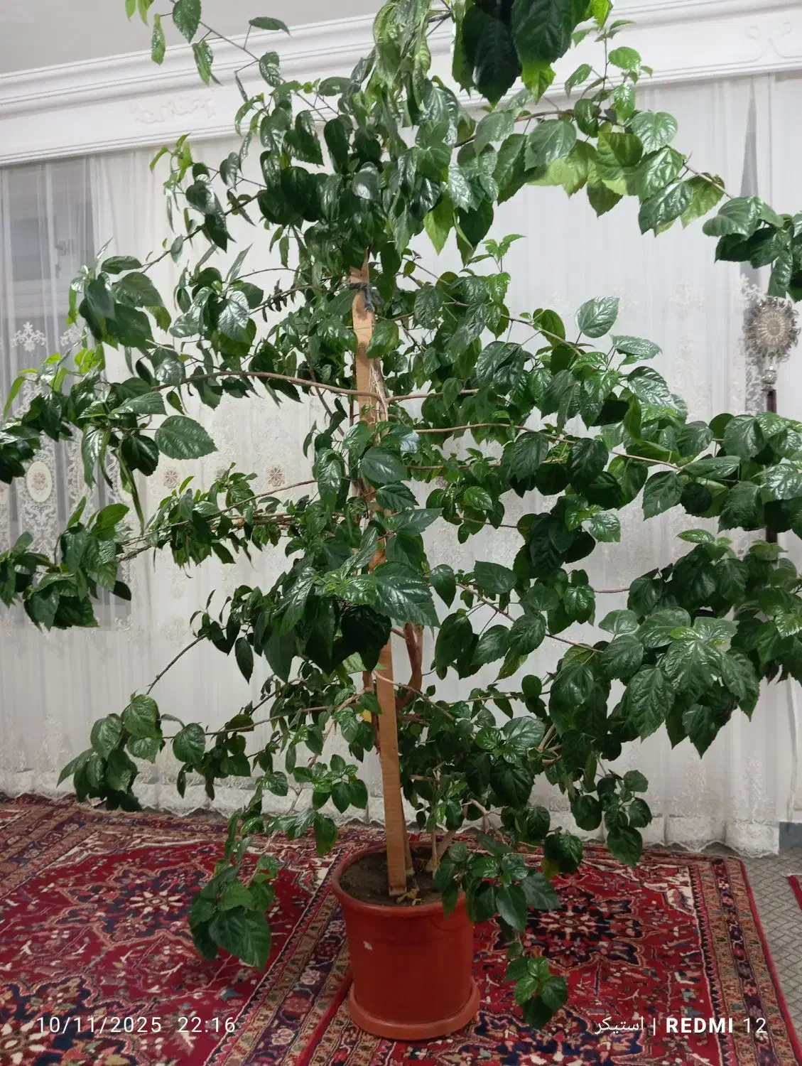 گل بنجامین|گل و گیاه طبیعی|هوراند, |دیوار