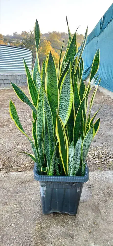 سانسوریا ابلق جعبه، 30 در 30|گل و گیاه طبیعی|نکا, |دیوار