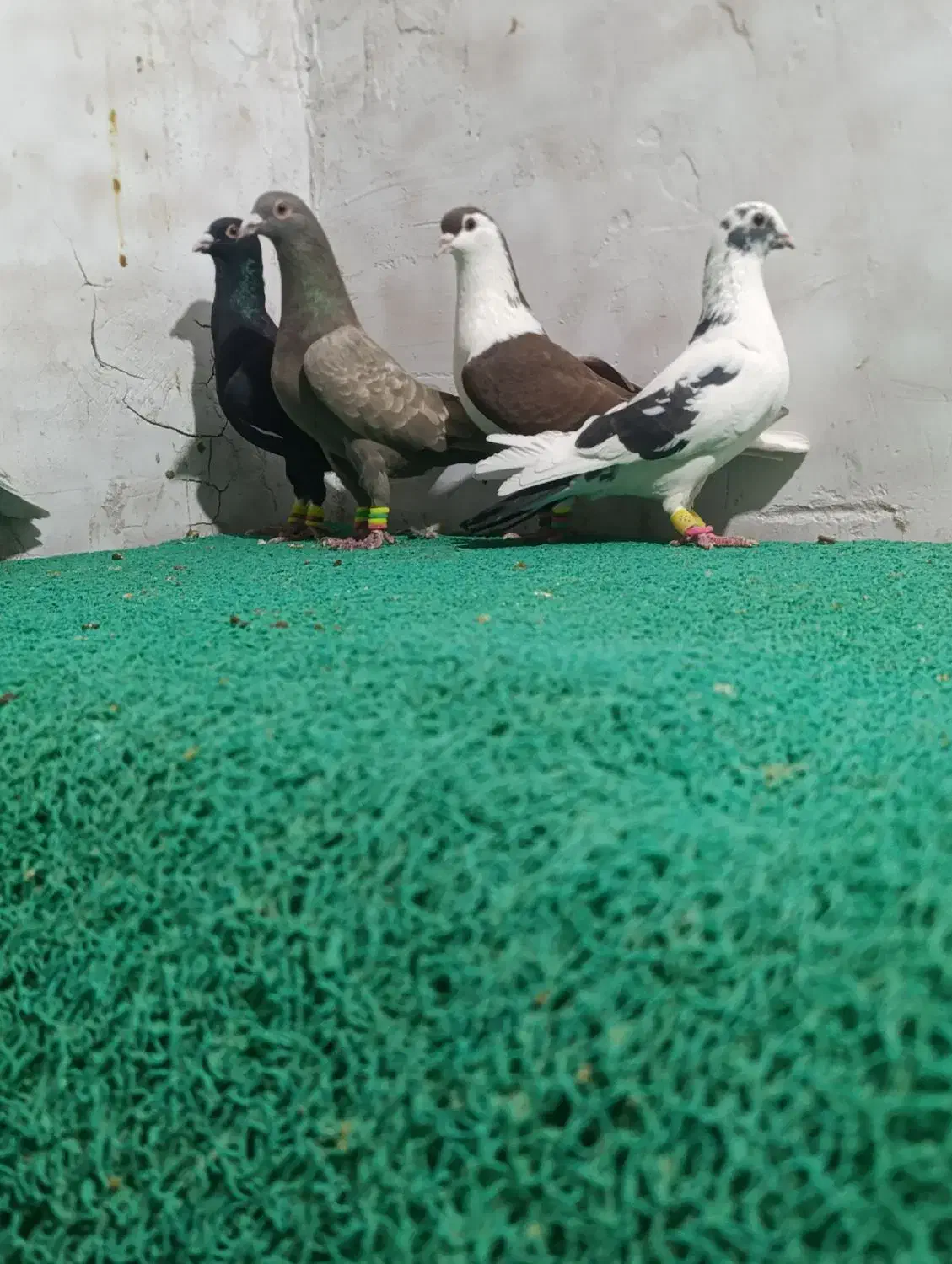 ۷ عدد دورگ|پرنده|اندیمشک, |دیوار