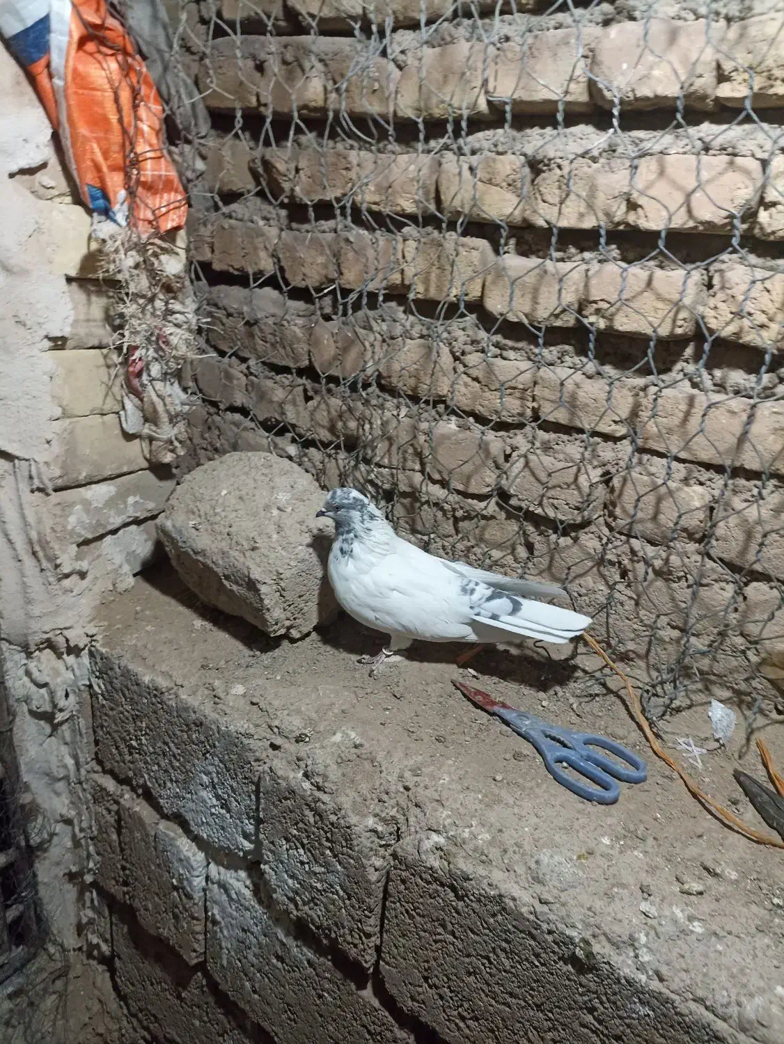 کفتر یا کبوتر|پرنده|مبارکه, |دیوار