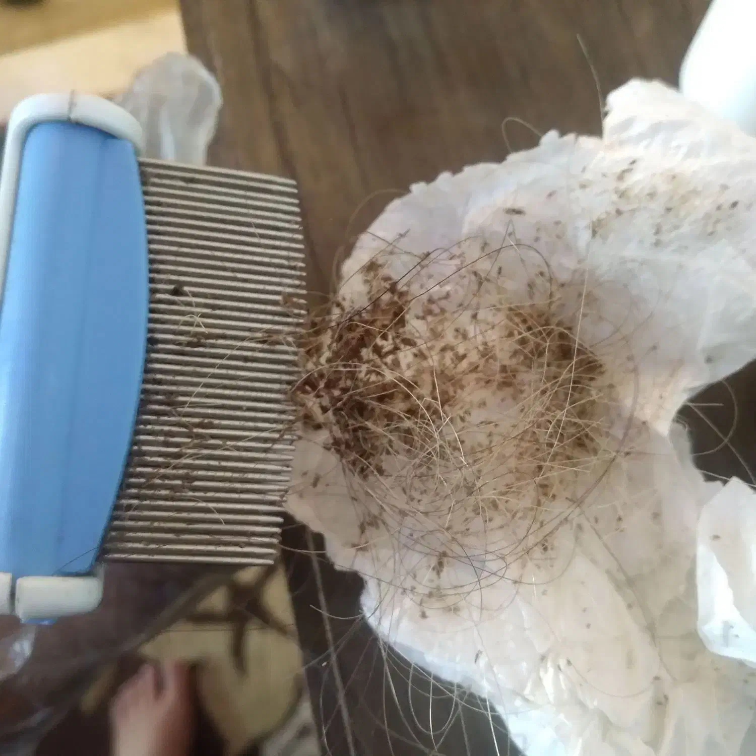 درمان رشک و شپش تضمینی|خدمات آرایشگری و زیبایی|قرچک, زیبا شهر|دیوار