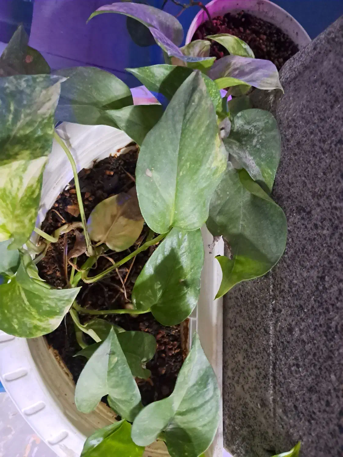 کمک اشپز(خانم)|استخدام خدمات فروشگاه و رستوران|زرند, |دیوار