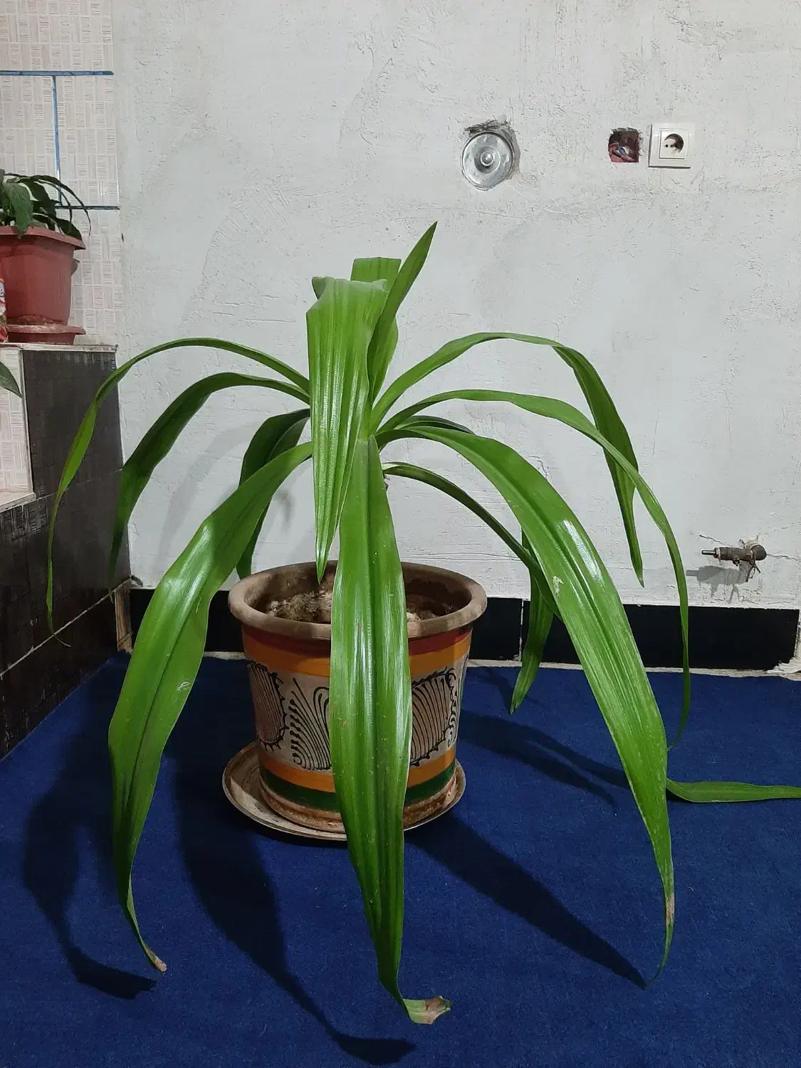 گل زیبا|گل و گیاه طبیعی|یاسوج, |دیوار