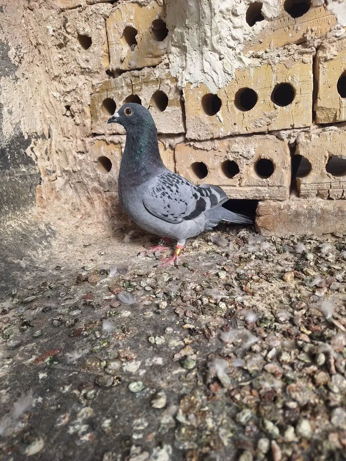 پلاکی|پرنده|شاندیز, |دیوار